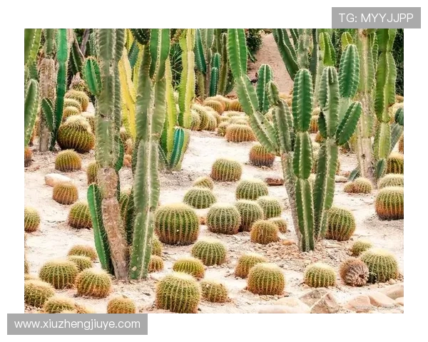 仙人掌之国主场奇幻探秘与沙漠绿洲文化全景揭秘