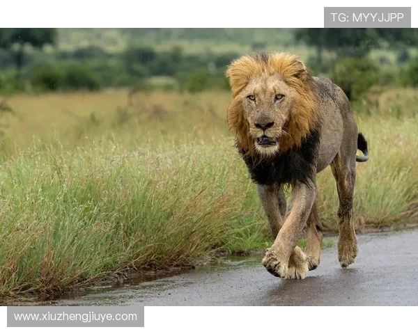 非洲雄狮崛起背后的故事与挑战探秘以及生态保护的迫切呼声 - 副本 (4) 非洲雄狮崛起背后的故事与挑战探秘以及生态保护的迫切呼声 - 副本 (4)